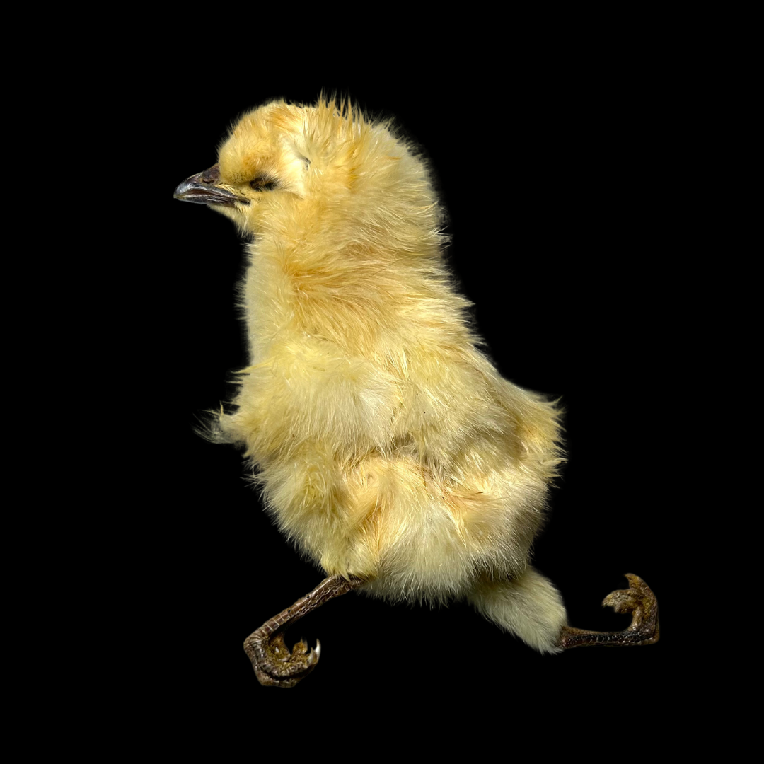 Whole Dried Chicks (BULK)